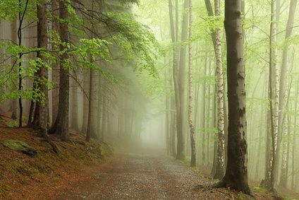 la forêt des fées